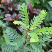 Phyllanthus pulcher Wall. ex Müll.Arg.